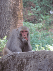 monkey-Pine -trees-Jakhu-Hill